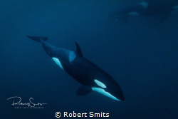 Being in the water with Orcas / killer whales is nothing ... by Robert Smits 